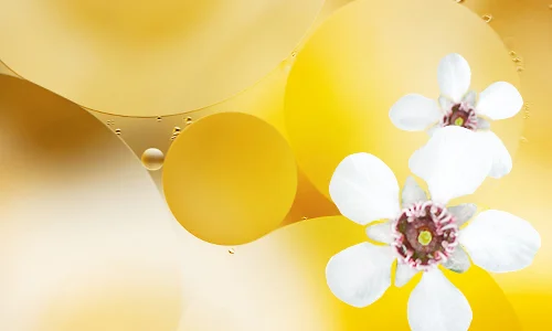 Manuka concentrate